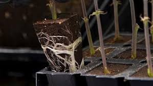 OrganiPlug Seed & Cutting Plugs - Pre-Filled Tray w/ 50 Plugs - Single, Case, and Pallet - Image 36