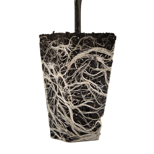 Ventana Plant Science OrganiPlug Seed & Cutting Plugs - Image 5